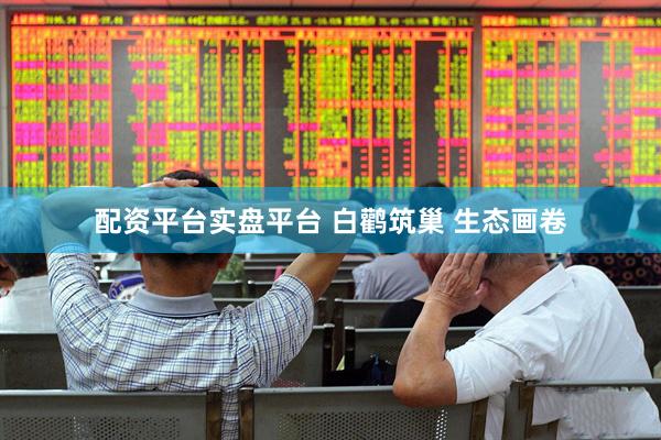 配资平台实盘平台 白鹳筑巢 生态画卷